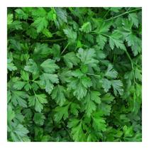 Sementes de Salsa Lisa Stella 10gr