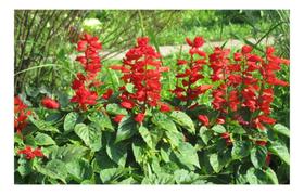 Sementes de Sálvia Carabiniere - 100mg