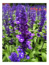 Sementes de Salvia Farinacea Azul Vitória 100MG