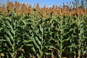 Sementes De Sorgo Forrageiro 20 kg