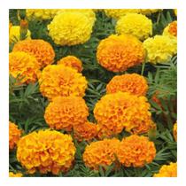 Sementes de Tagete Sortida Alta Cartela C/ 1000 Sementes