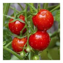Sementes de Tomate Cereja Yubi - 100mg
