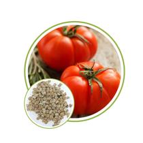 Sementes de Tomate Gaúcho Super Marmande 600mg