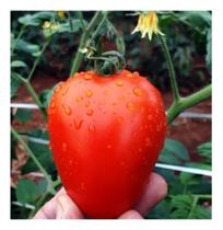 Sementes de Tomate Hibrido Filippo Saladete Cartela C/ 100 Sementes