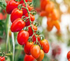 Sementes de Tomate Kenny Hibrido - 9mg = 5 Sementes - Feltrin