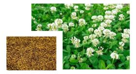 Sementes de Trevo Branco - 1kg