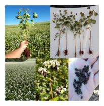 Sementes de Trigo Mourisco p/ Ovinos e Caprinos 30kg - TRIGO MOURISCO / SARRACENO Sementes de Trigo Mourisco p/ Ovinos e Caprinos 30kg - TRIGO MOURISCO / SARRACENO