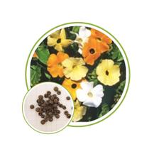 Sementes de Tumbergia Trepadeira Sortida 200mg