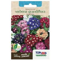 Sementes de Verbena Grandiflora Sortida TOPSEED