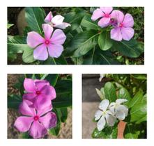 Sementes de Vinca Sortida Boa Noite Cartela C/ 1.000 Sementes