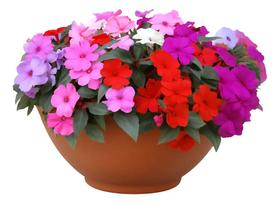 Sementes De Vinca Sortida / Boa Noite Sementes De Vinca Sortida / Boa Noite