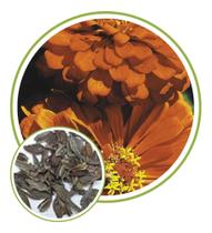 Sementes de Zinia Dobrada Dahliaflora Laranja 300mg Sementes de Zinia Dobrada Dahliaflora Laranja 300mg