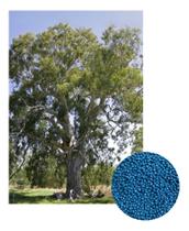 Sementes Eucalipto Camaldulensis p/ Arborização 1000PLT Sementes Eucalipto Camaldulensis p/ Arborização 1000PLT