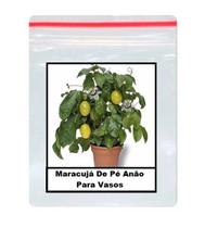 Sementes Maracujá De Pé Anão Para Vasos 100 unidades