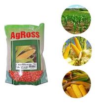 Sementes Milho Verde Sopa Pamonha Curau Híb Ag 1051 Pct 1 Kg