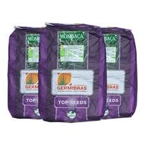 Sementes Panicum Maximum Mombaça 30KG Top Seeds Revestidas e Resistentes Sementes Panicum Maximum Mombaça 30KG Top Seeds Revestidas e Resistentes