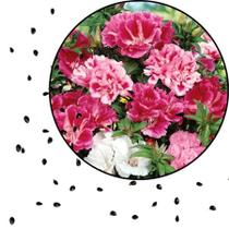 Sementes S14 Godétia Azaléia Sortida Cores Radiantes que Acalmam e Embelezam seu Espaço Tempo Sementes S14 Godétia Azaléia Sortida Cores Radiantes que Acalmam e Embelezam seu Espaço Tempo