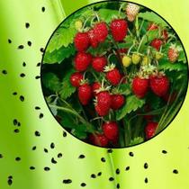 Sementes S15 Morango Ornamental Silvestre Colha Sabor Plante Beleza Qualidade Primavera Clima