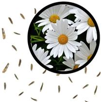 Sementes S16 Margarida Branca Pura Beleza Clássica para Seu Jardim Decoração Relaxante Clima Sementes S16 Margarida Branca Pura Beleza Clássica para Seu Jardim Decoração Relaxante Clima