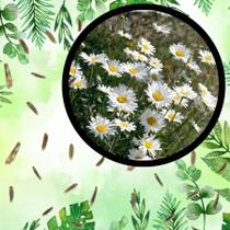 Sementes S16 Margarida Branca Pura Beleza Clássica para Seu Jardim Decoração Relaxante Clima Sementes S16 Margarida Branca Pura Beleza Clássica para Seu Jardim Decoração Relaxante Clima