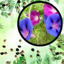 Sementes S17 Ipomeia Púrpura Transforme Seu Jardim com Magia Plantação Relaxante Clima Tempo