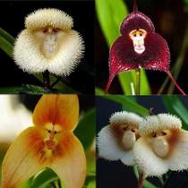 Sementes S2 de Orquídea Rosto Cara de Macaco Mico Nova Paixão Exótica Planta Muda Clima Tempo Sementes S2 de Orquídea Rosto Cara de Macaco Mico Nova Paixão Exótica Planta Muda Clima Tempo