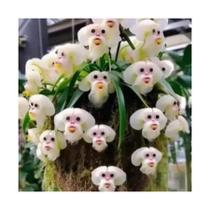 Sementes S2 de Orquídea Rosto Cara de Macaco Mico Nova Paixão Exótica Planta Muda Clima Tempo Sementes S2 de Orquídea Rosto Cara de Macaco Mico Nova Paixão Exótica Planta Muda Clima Tempo