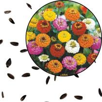 Sementes S23 Zínia Liliput Sortida Flores Multicoloridas para Jardim Vibrante e Cheio de Vida