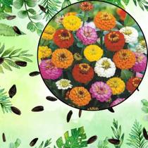 Sementes S23 Zínia Liliput Sortida Flores Multicoloridas para Jardim Vibrante e Cheio de Vida