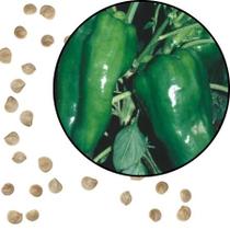 Sementes S29 Pimentão Cascadura Ikeda A Semente da Doçura e Produtividade que Sua Horta Clima