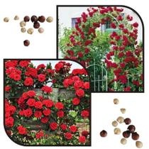 Sementes S3 De Rosas Trepadeiras Diversas Cores sortidas para mudas Transforme Jardim Clima Sementes S3 De Rosas Trepadeiras Diversas Cores sortidas para mudas Transforme Jardim Clima