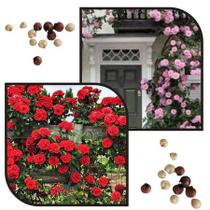 Sementes S3 De Rosas Trepadeiras Diversas Cores sortidas para mudas Transforme Jardim Clima