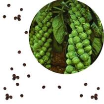 Sementes S31 Couve de Bruxelas Cultive o Sabor a Saúde em Sua Horta Cultivo Qualidade Clima