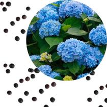 Sementes S35 Hortênsia Azul Leve a Magia de Gramado para o Seu Jardim Qualidade Casa Clima Hj Sementes S35 Hortênsia Azul Leve a Magia de Gramado para o Seu Jardim Qualidade Casa Clima Hj