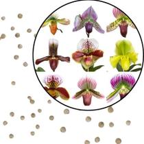 Sementes S36 Orquídeas Sapatinho Cores Sortidas Surpreendentes Cultive a Magia Qualidade Sementes S36 Orquídeas Sapatinho Cores Sortidas Surpreendentes Cultive a Magia Qualidade