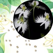 Sementes S38 Orquídea Pomba Branca A Beleza Celestial ao Seu Alcance Cultivo Estações Tempo