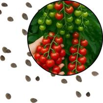 Sementes S39 Tomate Cereja Samambaia Sabor Rico e Colheita Abundante Clima Tempo Cultivo