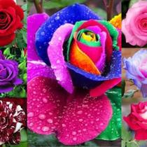 Sementes S5 De Rosa Flor Arcoiris Exótica Rara Para mudas Coloridas Exóticas Clima Jardim Sementes S5 De Rosa Flor Arcoiris Exótica Rara Para mudas Coloridas Exóticas Clima Jardim