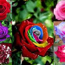 Sementes S5 De Rosa Flor Arcoiris Exótica Rara Para mudas Coloridas Exóticas Clima Jardim Sementes S5 De Rosa Flor Arcoiris Exótica Rara Para mudas Coloridas Exóticas Clima Jardim