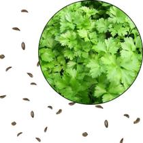 Sementes S57 Salsa Lisa Tradição e Sabor Fresco na Sua Horta Cultivo Qualidade Saúde Clima Sementes S57 Salsa Lisa Tradição e Sabor Fresco na Sua Horta Cultivo Qualidade Saúde Clima