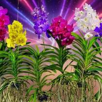 Sementes S6 Orquídea Vanda Exóticas Raras para Mudas Plantação Qualidade Estilo Perdurável
