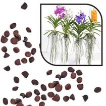 Sementes S6 Orquídea Vanda Exóticas Raras para Mudas Plantação Qualidade Estilo Perdurável