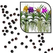 Sementes S6 Orquídea Vanda Exóticas Raras para Mudas Plantação Qualidade Estilo Perdurável