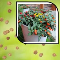 Sementes S64 Pimenta Picante para Vaso Sabor Explosivo ao Alcance das Mãos Cultivo Clima Sementes S64 Pimenta Picante para Vaso Sabor Explosivo ao Alcance das Mãos Cultivo Clima