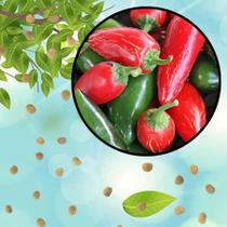 Sementes S78 Pimenta Jalapeño Tradicional Desperte o Fogo na Sua Horta Primavera Vaso Clima