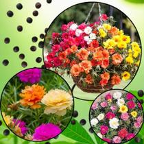 Sementes S8 de Onze Horas Sortidas Transforme Seu Jardim Oásis Cores Vibrantes Jardim Clima