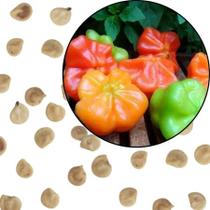 Sementes S83 Pimenta Cambuci Chapéu de Bispo O Sabor Suave e Adocicado que Seu Jardim Merece Sementes S83 Pimenta Cambuci Chapéu de Bispo O Sabor Suave e Adocicado que Seu Jardim Merece
