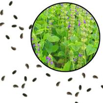 Sementes S84 Chia Chilena Premium Desvende o Poder Plantar Horta Cozinha Muda Plantação