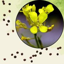 Sementes S86 Mostarda Black Brassica Nigra Premium Intensidade Sabor Benefícios Cozinha Saúde Sementes S86 Mostarda Black Brassica Nigra Premium Intensidade Sabor Benefícios Cozinha Saúde