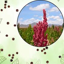 Sementes S90 Quinoa Vermelha Super Alimento Inca Cultivo Transforme Horta Clima Sabor Horta Sementes S90 Quinoa Vermelha Super Alimento Inca Cultivo Transforme Horta Clima Sabor Horta